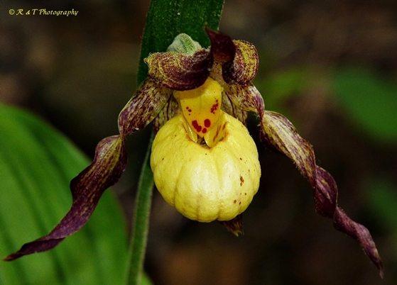 {Cypripedium parviflorum}